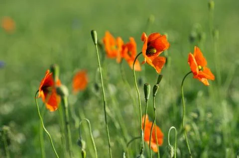 Red poppy Stock Photos