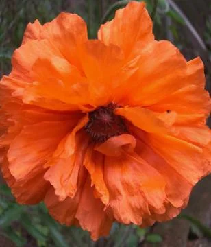 Red poppy Stock Photos