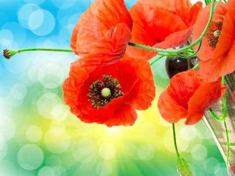Red poppy Foto stock