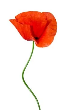 Red poppy Stock Photos