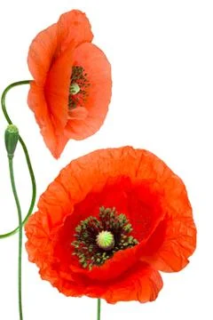 Red poppy Stock Photos