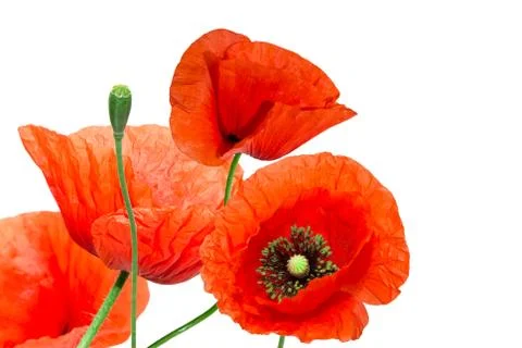 Red poppy Stock Photos