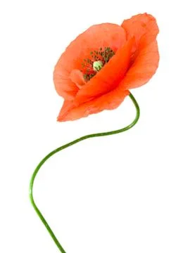 Red poppy Stock Photos