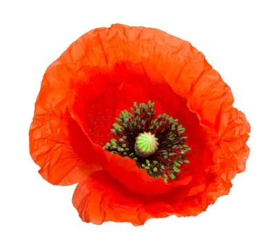 Red poppy Stock Photos