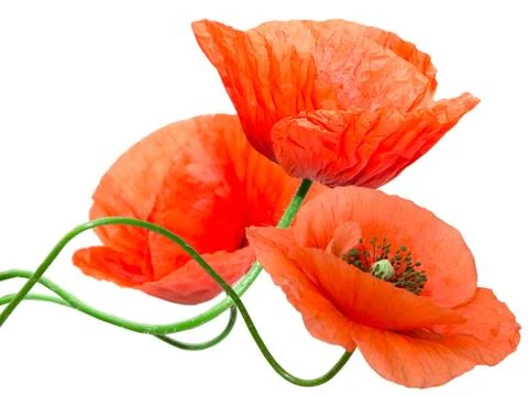 Red poppy Stock Photos