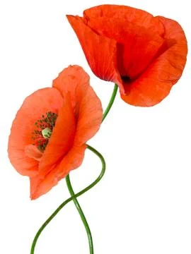 Red poppy Stock Photos