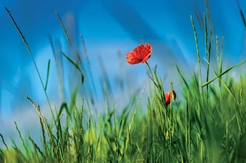 Red poppy Stock Photos