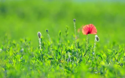 Red poppy Stock Photos