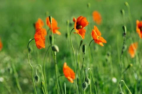 Red poppy Stock-Fotos