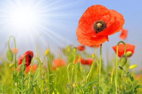 Red poppy Stock Photos