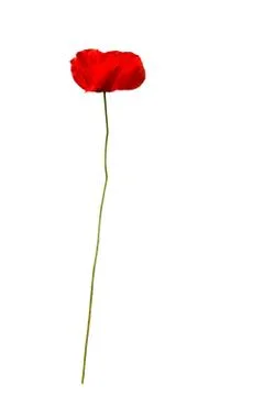 Red poppy Stock Photos