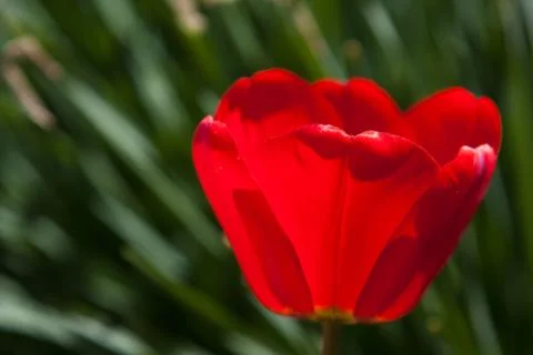 Red poppy Stock Photos