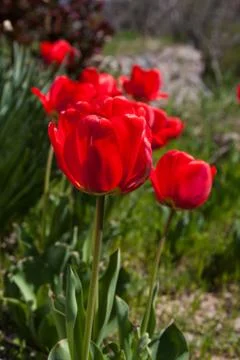Red poppy Stock Photos