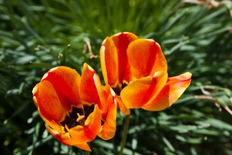 Red poppy Stock Photos
