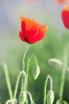 Red Poppy Stock Photos