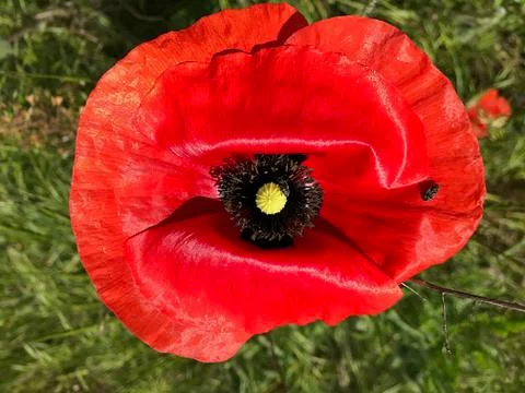 Red poppy. Stock Photos