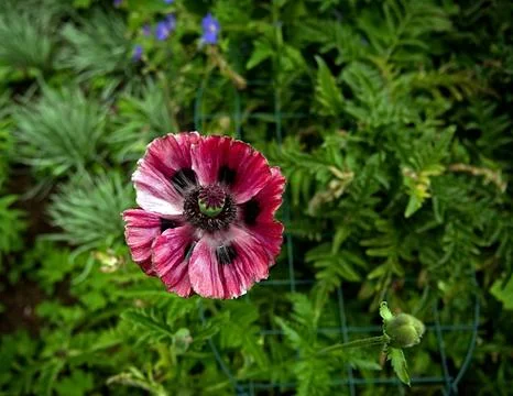 Red Poppy Stock Photos