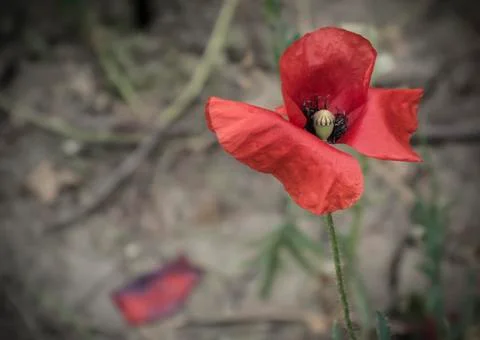 Red Poppy Foto stock