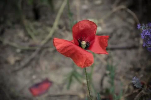 Red Poppy Stock Photos