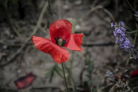 Red Poppy Stock Photos