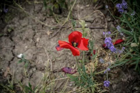 Red Poppy Stock Photos