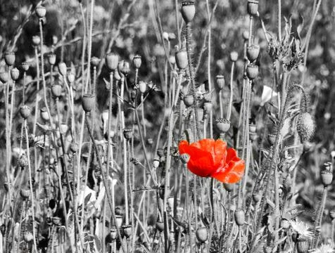 Red Poppy Stock Photos