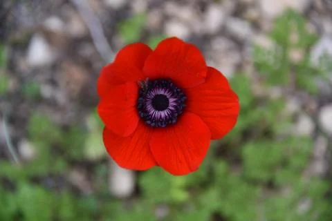 Red Poppy Stock Photos