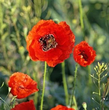Red poppy Stock Photos