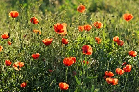 Red poppy Stock Photos