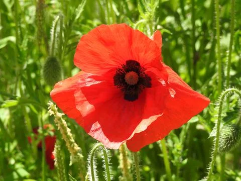 Red poppy Stock Photos