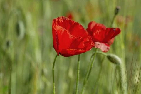 Red poppy Stock Photos