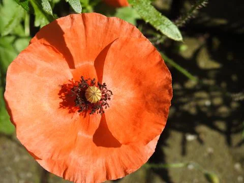 Red poppy Stock Photos