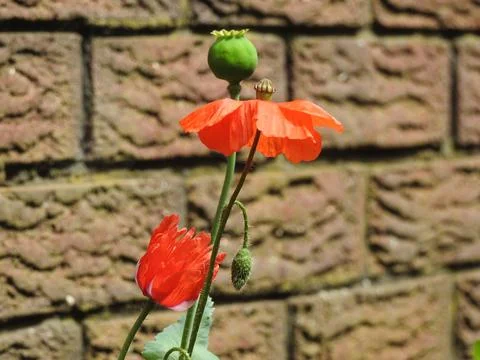 Red poppy Stock Photos
