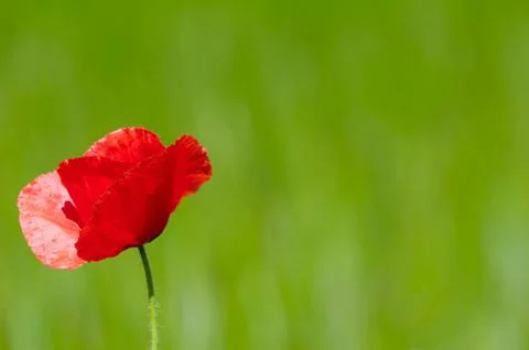 Red poppy Stock Photos