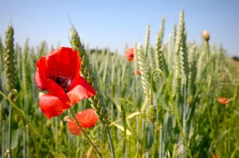 Red poppy Stock Photos