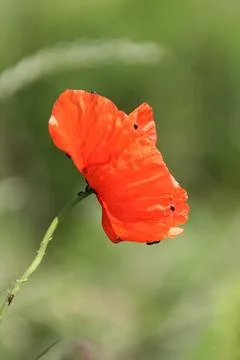 Red poppy Fotos Stock