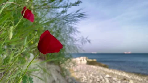 Red poppy on the seashore Stock Footage 240381074