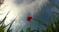 Red poppy on sky background HD Footage