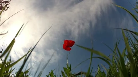 Red poppy on sky background Stock Footage 10880773