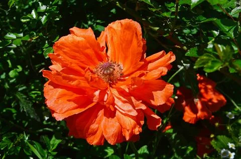 Red poppy. Some bloomed, others are still in buds. Selective focus Stock Photos