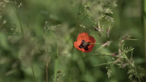 Red poppy sways in the green grass. lone poppy among greenery. contrast Stock Footage 214487526