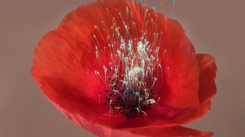 Red poppy traversed by multicolored light effects Stock-Footage 159212150