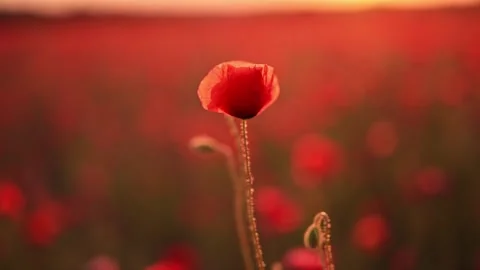 Red poppy waves softly in field, beautiful bokeh background, 4K nature clip. Stock Footage 310097550