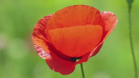 Red poppy in wind Stock Footage 76431207