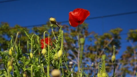 Red poppy in the wind Stock Footage