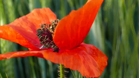 Red poppy on the wind / Slow motion Stock Footage 65789301