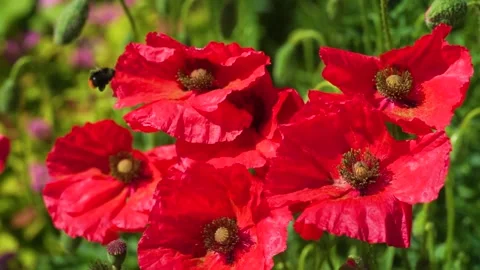 Red poppy in the wind in slow motion. close-up of a poppy Stock Footage 286116735