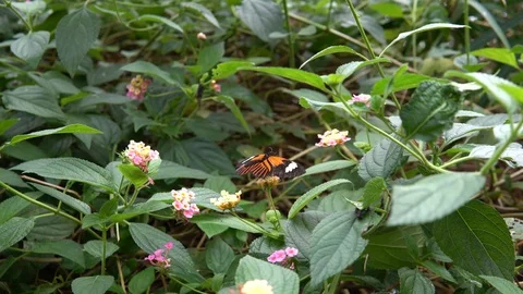Red Postman butterfly  Feeding Nectar On Flower Stock Footage 89060509