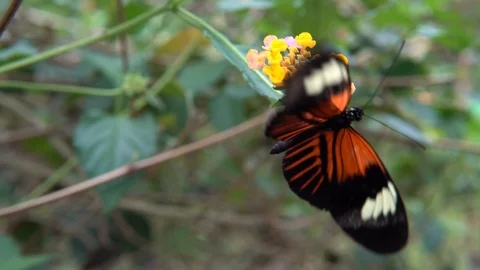 Red Postman butterfly Video stock 89060458