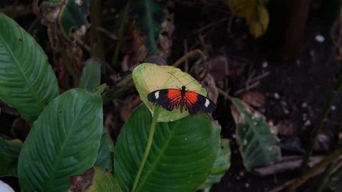 Red Postman butterfly on Leaf Stock Footage 89060361